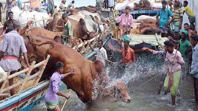 কোরবানির ৪৫ গরু নিয়ে যমুনায় ডুবলো ট্রলার