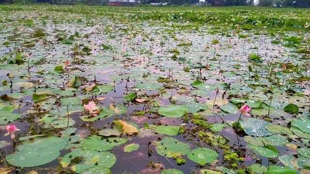 পদ্মবিলে ভেসে উঠলো হত্যা মামলা আসামির লাশ 