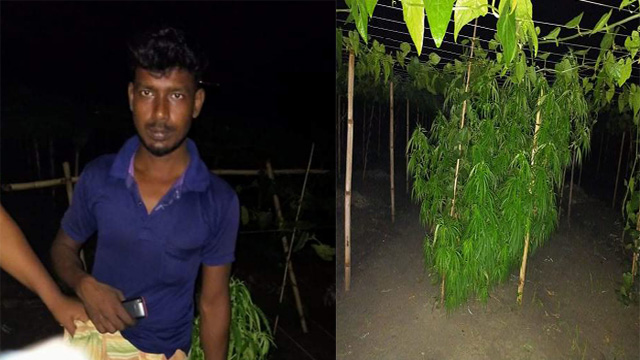 মোহনপুরে পটল ক্ষেতে গাঁজা চাষ, আটক ১