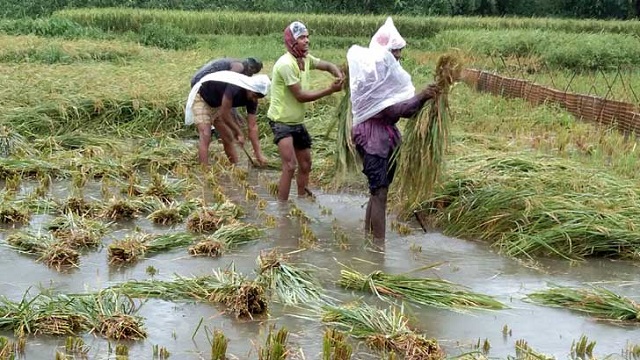 ঘূর্ণিঝড় আম্পানে পৌনে ২ লাখ হেক্টর জমির ফসল ক্ষতি