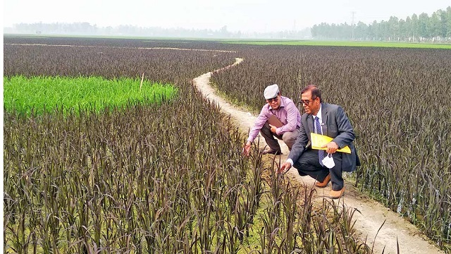 বিশ্ব রেকর্ড গড়তে যাচ্ছে ‘শস্যচিত্রে বঙ্গবন্ধু’