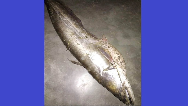 বড়াল নদে ধরা পড়লো ৭ কেজির বোয়াল