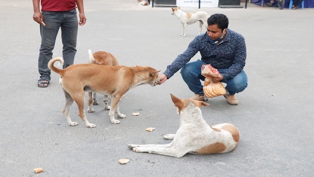 ক্ষুধার্ত কুকুরদের খাবার খাওয়াচ্ছে রাসিক