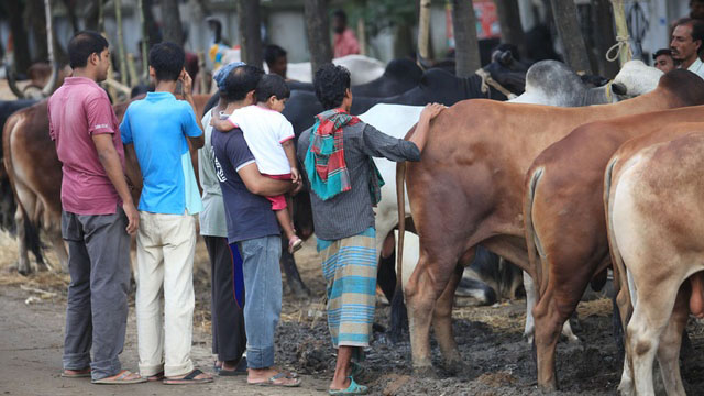 হতাশার মধ্যে দিন কাটাচ্ছে হাজার হাজার গরু ব্যবসায়ী