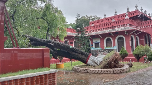 আজীবনের জন্য হারিয়ে গেলো রাজশাহী কলেজের ঐতিহ্যবাহী গাছ ’স্বর্ণকুচি’