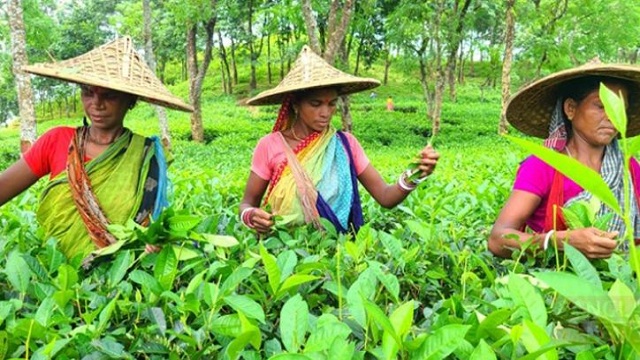 চা-শ্রমিকদের দৈনিক মজুরি ১৭০ টাকা নির্ধারণ